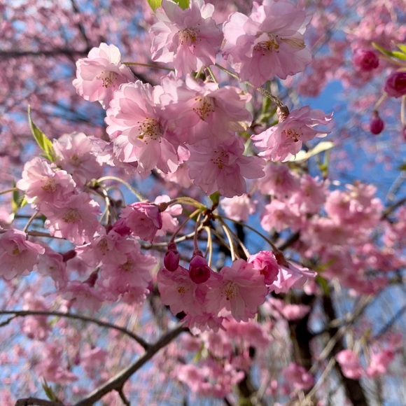 Meet your Posher, Tara - Picture 1 of 1